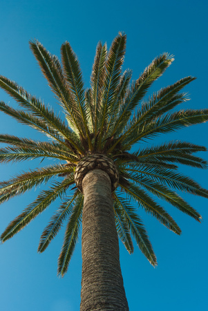 Tall palm tree with trunk and leaves view from belowの写真素材