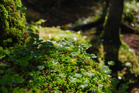 Close-up of drops on the flora of the undergrowth after the rain illuminated by sunraysの写真素材