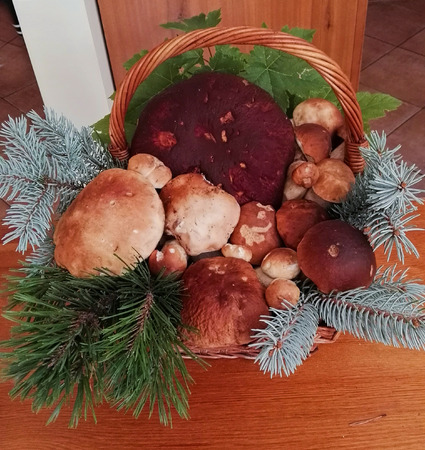Pool of fresh Porcini into a wicker basketの写真素材