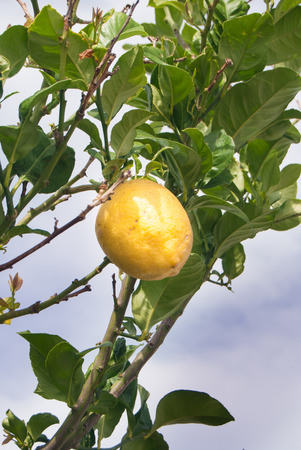 One yellow lemon attached to the treeの写真素材