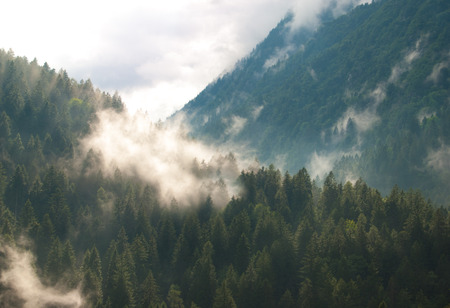 Clouds on the woods of the mountains after rain in a damp dayの写真素材