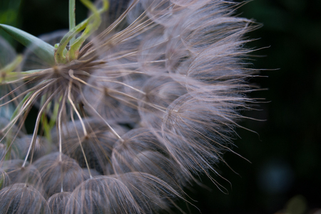 Foreground of many seeds of Taraxacum officinale still together and attached to the mother plantの写真素材