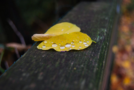 Foreground of yellow leaves with rain drops aboveの写真素材