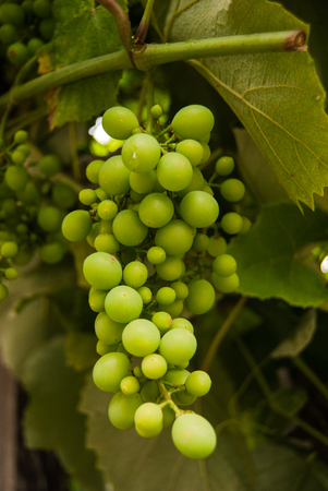 Green grape berries still attached to the treeの写真素材