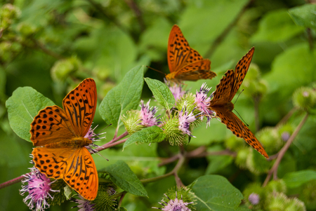 Orange butterflies placed on violet flowersの写真素材
