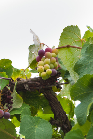 Green grape berries still attached to the treeの写真素材
