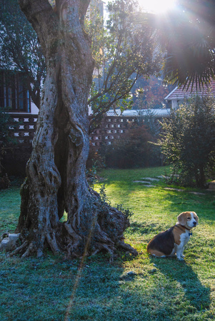 Beagle Elisabeth next to the centenary olive branchの写真素材