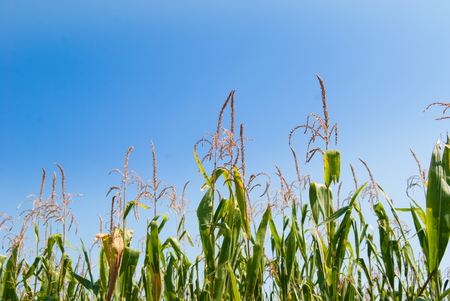 Male part on the top of Zea mays cultivationの写真素材