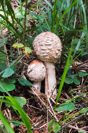 Freshes and white Macrolepiota procera of the underwoodの写真素材