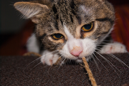 Foreground a white and striped young cat while he is playing with a threadの写真素材