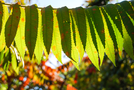 Leaves of Fraxinus downmost illuminated from the sun rays during the autumn timeの写真素材