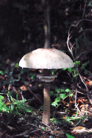 Fresh and white Macrolepiota procera of the woodsの写真素材