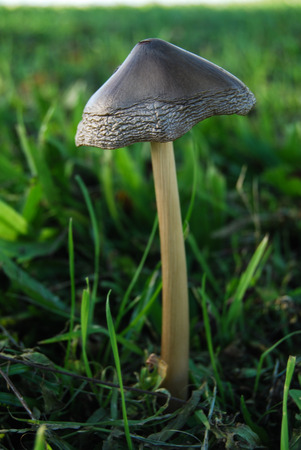 Close-up of a fresh silver mushroom in a green meadowの写真素材