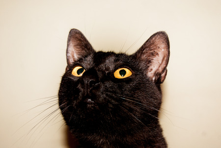 Foreground of a domestic black cat with golden color eyes looking upwardsの写真素材