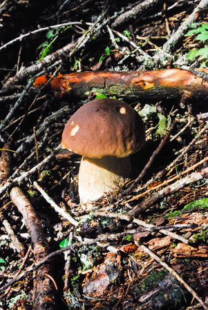Close-up of a Boletus edulis illuminated from the sunraysの写真素材