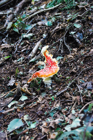 Fresh and curious Amanita muscaria in the woodsの写真素材