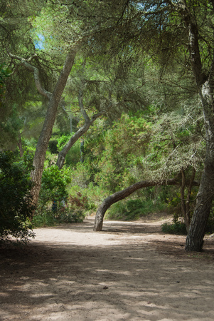 Tree-lined zone with mediterranean flora and trees with twisted trunkの写真素材