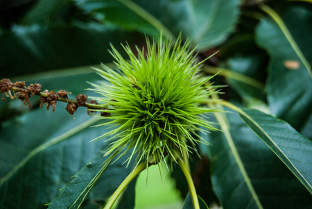 One fresh green chestnut hedgehog with flowers on the treeの写真素材