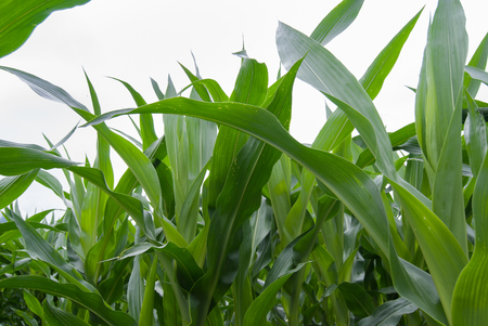 Leaves of Zea mays cultivation with the white skyの写真素材