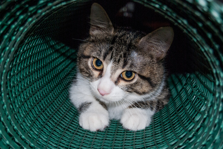 Foreground a white and striped young cat while he is playing with a green net tubeの写真素材