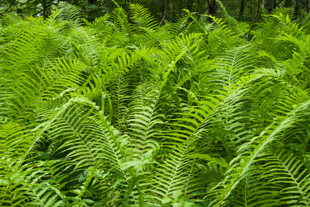 Green and fresh leaves of Pteridophyta in the underwoodの写真素材