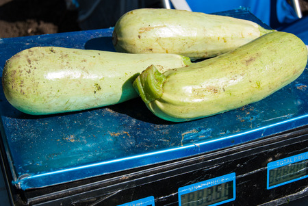 White and freshly picked zucchini on scales for sellingの写真素材