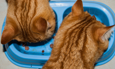 Cat brothers eat at the same time from the bowl seen from aboveの写真素材