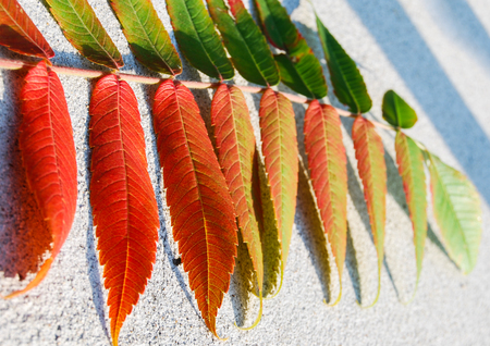 One leaf of Fraxinus during the autumn timeの写真素材