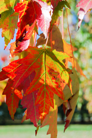 Leaves of Quercus downmost during the autumn timeの写真素材