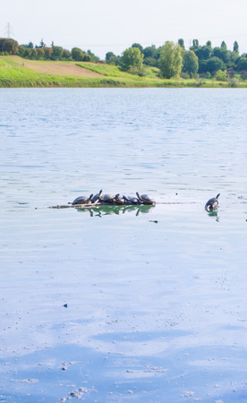 Trachemys scripta scripta with elongated neck on a bole in the middle of a little lakeの写真素材
