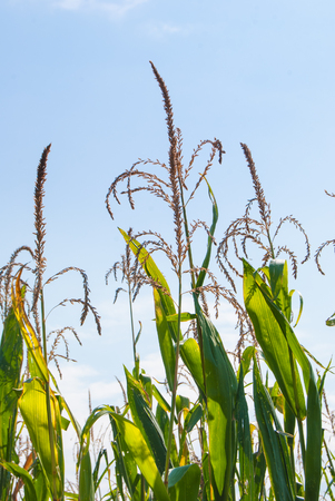 Male part on the top of Zea mays cultivationの写真素材