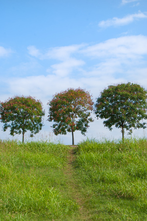 Trees on the top of hill with path of green trampled grass and blue skyの写真素材
