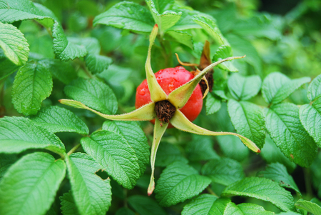 Red seed with star of rose still on the tree with green leavesの写真素材