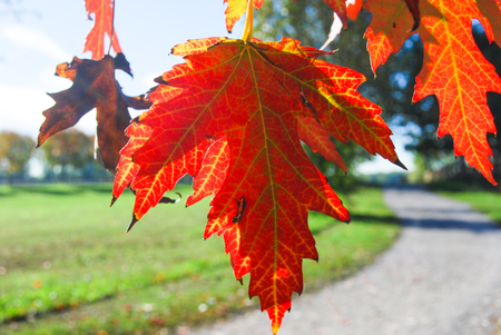 Bright red leaves during the autumn periodの写真素材