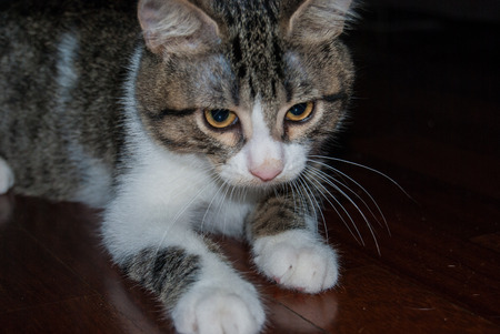 Foreground a white and striped young cat while he is playing with a threadの写真素材
