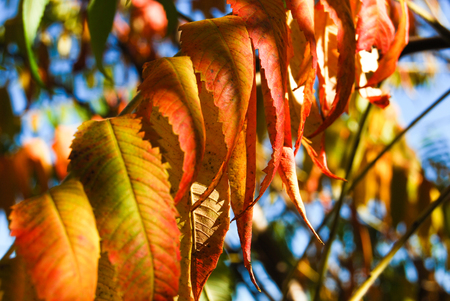 Leaves of Fraxinus illuminated from the sun rays during the autumn timeの写真素材