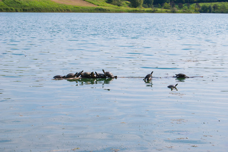Trachemys scripta scripta with elongated neck on a bole in the middle of a little lakeの写真素材