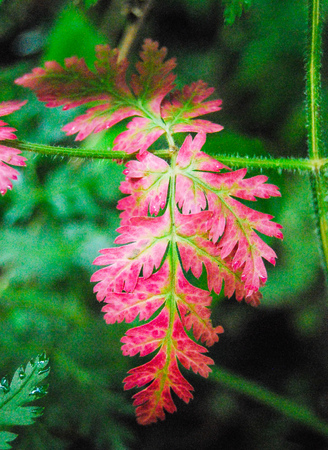 Bright red with green ribs leaves during the autumn periodの写真素材