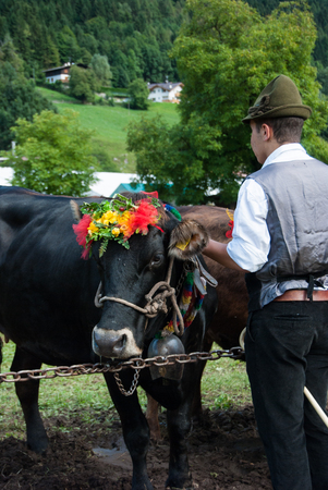 Cow of Val Rendena with floral crown on headの写真素材