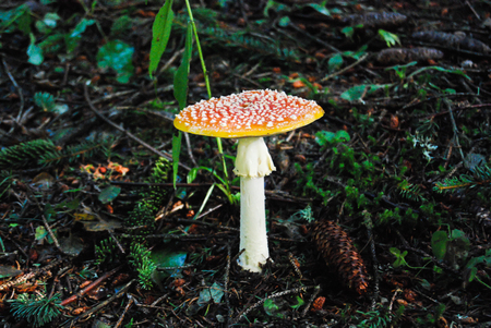 Fresh Amanita muscaria in the woods with pineconesの写真素材