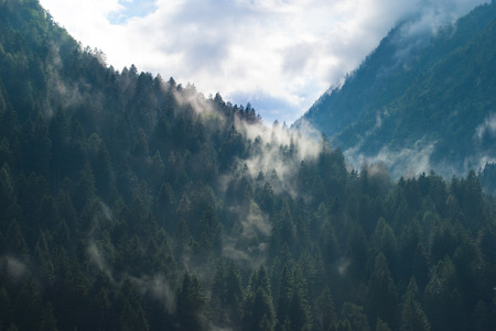 Clouds on the forest of the mountains after rain in a damp dayの写真素材