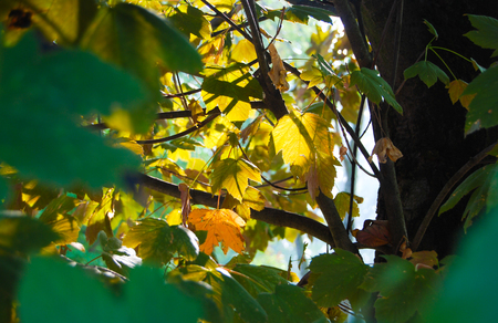 Trees with colored leaves of autumn illuminated by sun raysの写真素材
