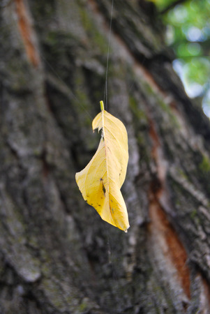 Yellow leaf suspended in the air by a spider web with a trunk of  locust-tree as a backgroundの写真素材