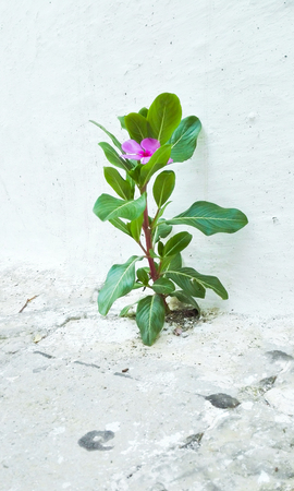 Vinca plant with pink flower alone between white wall and flooringの写真素材
