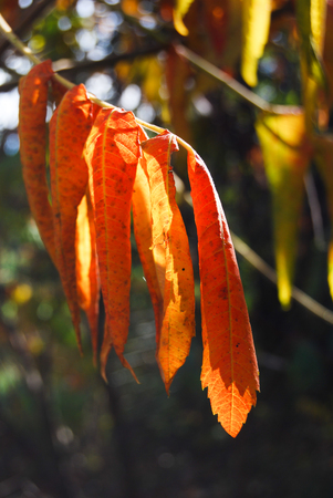 Leaves of Fraxinus illuminated from the sun rays during the autumn timeの写真素材