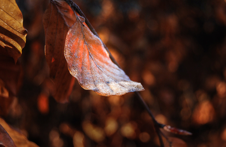 Close-up of one leaf of Fagus sylvatica with morning frost on itの写真素材