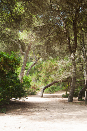 Tree-lined zone with mediterranean flora and trees with twisted trunkの写真素材