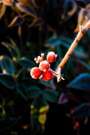 One branch and seeds with ice crystalsの写真素材