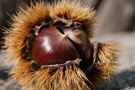 One open chestnut hedgehog with two seeds inside fell to the groundの写真素材