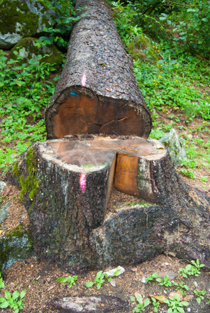 Signal on the trunk already demolished in the forestの写真素材